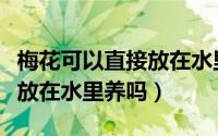 梅花可以直接放在水里养吗（梅花能不能直接放在水里养吗）