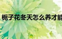 栀子花冬天怎么养才能开花（养栀子花方法）