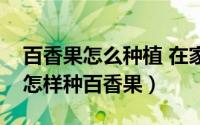 百香果怎么种植 在家（百香果怎么种植在家怎样种百香果）