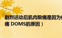 剧烈运动后肌肉酸痛是因为体内产生了什么（运动后肌肉酸痛 DOMS的原因）