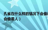 孔雀在什么样的情况下会偷袭人体（孔雀在什么样的情况下会偷袭人）