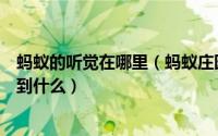 蚂蚁的听觉在哪里（蚂蚁庄园耳朵出了听觉功能还可以感知到什么）