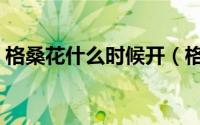 格桑花什么时候开（格桑花什么时候开花的）