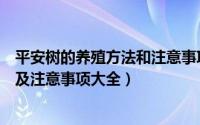 平安树的养殖方法和注意事项大全（盆栽平安树的养殖方法及注意事项大全）