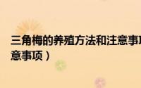 三角梅的养殖方法和注意事项大全（三角梅的养殖方法和注意事项）