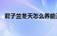 君子兰冬天怎么养能开花（养君子兰方法）