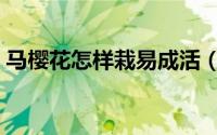 马樱花怎样栽易成活（马樱花怎样栽易成活）