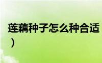 莲藕种子怎么种合适（莲藕种子怎么种植方法）