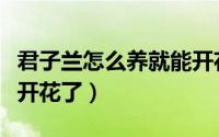 君子兰怎么养就能开花了（君子兰如何养就能开花了）