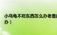 小乌龟不吃东西怎么办老是闭着眼睛（小乌龟不吃东西怎么办）