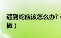 遇到蛇应该怎么办?（遇到蛇怎么办应该如何做）