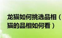 龙猫如何挑选品相（龙猫怎么看品相 宠物龙猫的品相如何看）