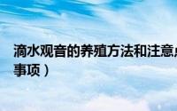 滴水观音的养殖方法和注意点（滴水观音的养殖方法和注意事项）