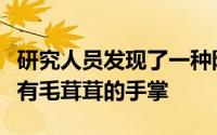 研究人员发现了一种阻止毛发生长的蛋白质没有毛茸茸的手掌