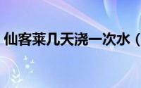 仙客莱几天浇一次水（仙客莱多久浇一次水）