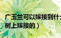 广玉兰可以嫁接到什么树上（广玉兰是在什么树上嫁接的）