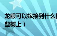 龙眼可以嫁接到什么树上（龙眼可以嫁接到哪些树上）