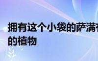 拥有这个小袋的萨满有可能同时消耗多种不同的植物