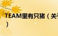 TEAM里有只猪（关于TEAM里有只猪的简介）