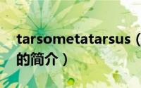 tarsometatarsus（关于tarsometatarsus的简介）