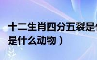 十二生肖四分五裂是什么动物（四分五裂指的是什么动物）