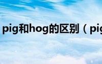 pig和hog的区别（pig和hog的区别是什么）