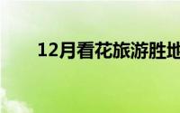 12月看花旅游胜地（12月看花去哪）