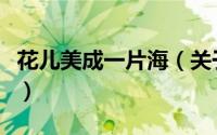 花儿美成一片海（关于花儿美成一片海的简介）