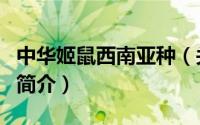 中华姬鼠西南亚种（关于中华姬鼠西南亚种的简介）