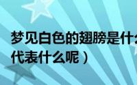 梦见白色的翅膀是什么意思（梦见白色的翅膀代表什么呢）