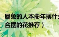 属兔的人本命年摆什么花（属兔的人本命年适合摆的花推荐）