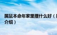 属鼠本命年家里摆什么好（属鼠本命年适合摆在家里的物件介绍）