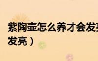 紫陶壶怎么养才会发亮（紫陶壶如何保养才会发亮）