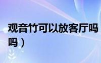 观音竹可以放客厅吗（观音竹适合摆放在客厅吗）