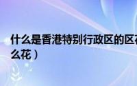 什么是香港特别行政区的区花（香港特别行政区的区花是什么花）