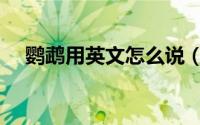 鹦鹉用英文怎么说（鹦鹉的英文是什么）