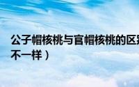 公子帽核桃与官帽核桃的区别（公子帽核桃与官帽核桃有何不一样）