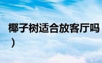 椰子树适合放客厅吗（椰子树可以放客厅养吗）