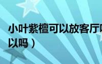 小叶紫檀可以放客厅吗（客厅养盆小叶紫檀可以吗）