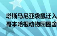 塔斯马尼亚袋鼠迁入White Arkitekter的新哥本哈根动物园圈舍