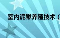 室内泥鳅养殖技术（泥鳅养殖注意事项）