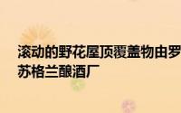 滚动的野花屋顶覆盖物由罗杰斯·斯特克港和合伙人设计的苏格兰酿酒厂