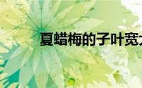 夏蜡梅的子叶宽大肥厚（夏蜡梅）