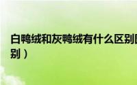 白鸭绒和灰鸭绒有什么区别图片（白鸭绒和灰鸭绒有什么区别）