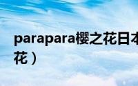 parapara樱之花日本原唱（para para 樱之花）