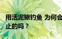 用活泥鳅钓鱼 为何会判刑?泥鳅钓鱼是全国禁止的吗？