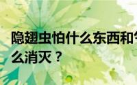 隐翅虫怕什么东西和气味？家里出现隐翅虫怎么消灭？