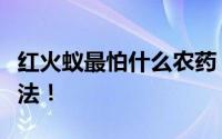 红火蚁最怕什么农药？红火蚁的危害及防治方法！