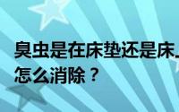 臭虫是在床垫还是床上？臭虫咬后留下的疤痕怎么消除？