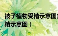 被子植物受精示意图各部分名称（被子植物受精示意图）